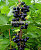 Смородина черная Перун (2-летняя) ЗКС