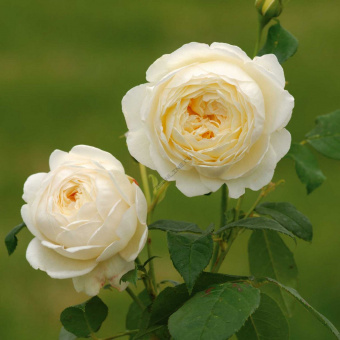 Роза английская парковая Клэр Остин1