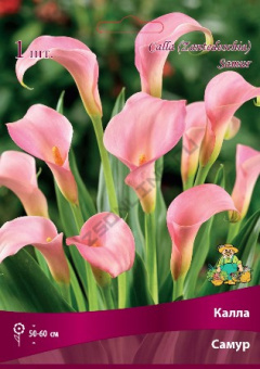 Калла Самур/К