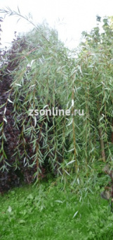 Изображение загружено обработкой по данным файла Excel