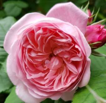 Роза английская парковая Майор оф Кастербридж/ЦКорЛюкс