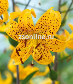 Изображение загружено обработкой по данным файла Excel