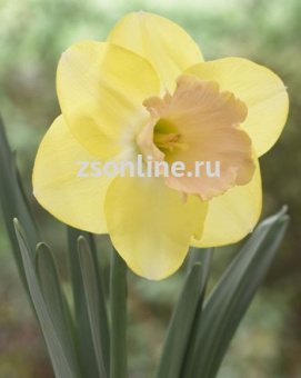 Изображение загружено обработкой по данным файла Excel