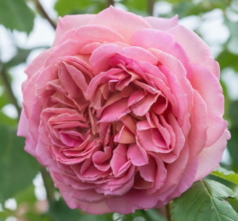 Роза английская Джубили Селебрейши С12,5