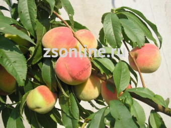 Изображение загружено обработкой по данным файла Excel