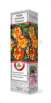 rosa_floribunda_papa_jina_3D