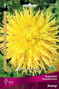 georgina_bahrom_enkor_kaper