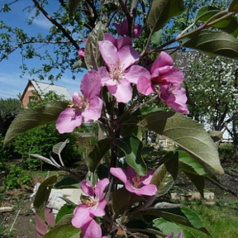 Яблоня декоративная Малиновка V3,5 л