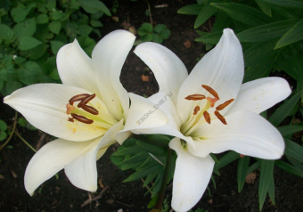 Лилия ЛА-Гибрид Бах