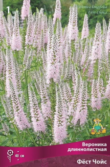 Вероника длиннолистная Фёст Чойс/К
