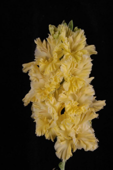 Гладиолус Золотник