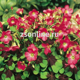 Изображение загружено обработкой по данным файла Excel