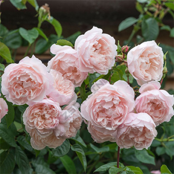 Роза английская парковая Дженерос Гарденер V 4л