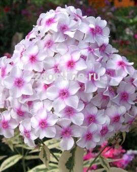 Изображение загружено обработкой по данным файла Excel