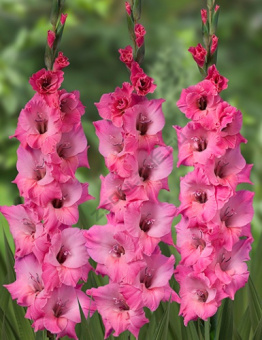 r8hbno0k343xjqxm4t9vluz0y5lbx13f