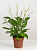 Спатифиллум 12/30см