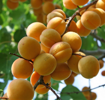 Абрикос Жигулевский сувенир