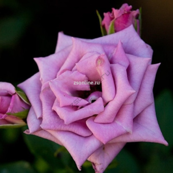 НоменклатураПрисоединенныеФайлы