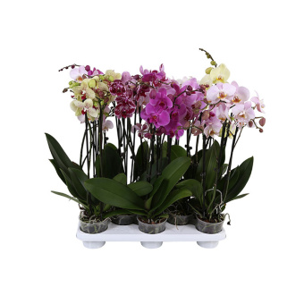 Орхидея Фаленопсис 12/65см