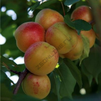 Абрикос Новоспасский