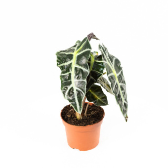 Алоказия микс D10 h25см Я*