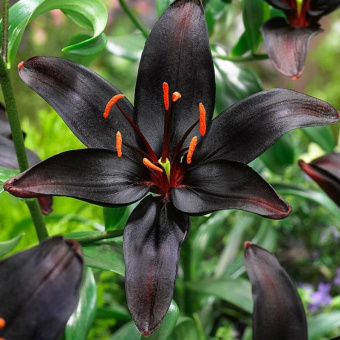 Лилия Азиатская Куин ов Найт