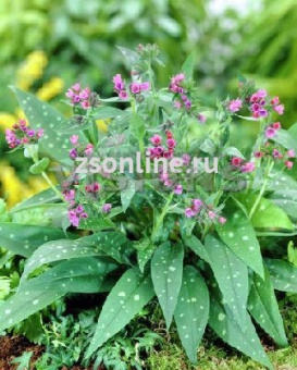 Изображение загружено обработкой по данным файла Excel