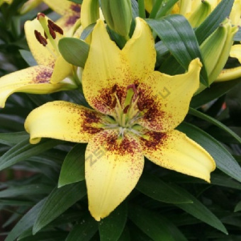 Лилия Азиатская Жуан-Песоа