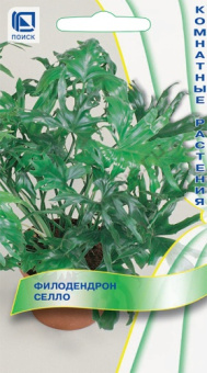 Филодендрон *В