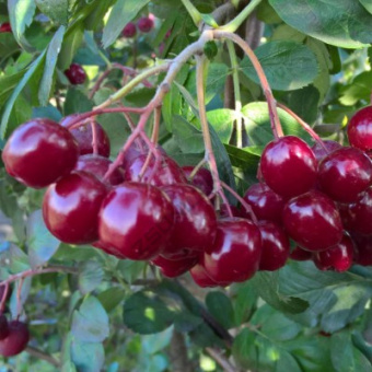 Рябина Титан/Цкор