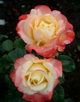 НоменклатураПрисоединенныеФайлы