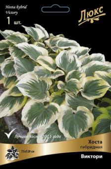 hosta_gibrid_victory_kaper