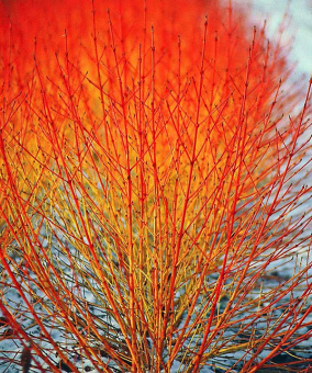 Deren-krovavo-krasnyiy-Midvinter-Fayer-Cornus-sanguinea-Midwinter-Fire
