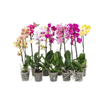 Орхидея Фаленопсис 1 вет.М* D12см H80 см