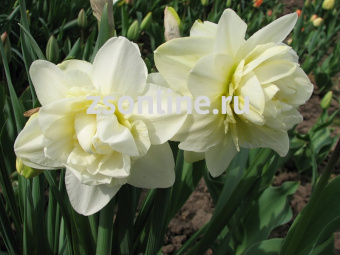 Изображение загружено обработкой по данным файла Excel