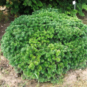Пихта корейская Тундра, Abies koreana Tundra, в горшке 5л, 25-30 см
