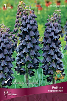 Рябчик персидский 18-20/К