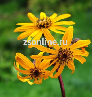 Изображение загружено обработкой по данным файла Excel