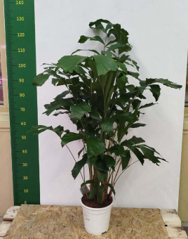 Кариота 21/110 см