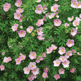 Лапчатка кустарниковая Претти Полли/ЦКор