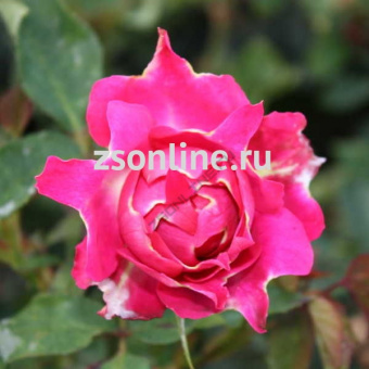 Изображение загружено обработкой по данным файла Excel