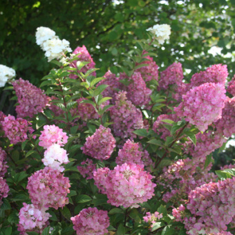 Гортензия метельчатая Санди Фрейз С5 40-60