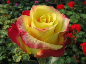 Роза чайно-гибридная Шато Жискур (от ярко-красного с желтым центром до карминово-красной))