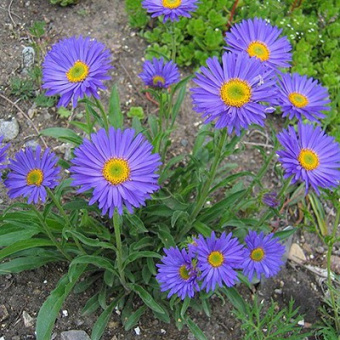 Астра альпийская Голиаф (С2)