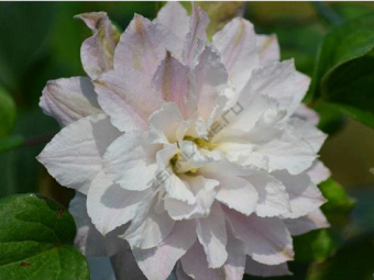 Клематис крупноцветковый Дансинг Дорин