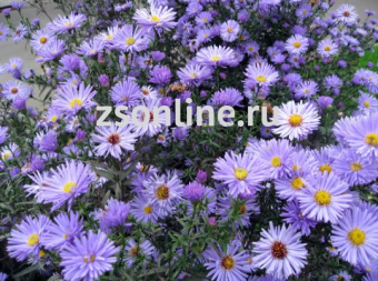 Изображение загружено обработкой по данным файла Excel