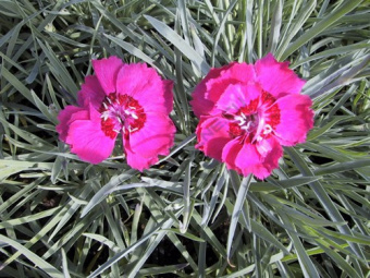 Гвоздика серо-голубая Rotkappchen