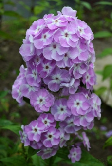 Флокс метельчатый Мирослав*/К