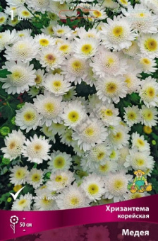 Хризантема корейская Медея/К