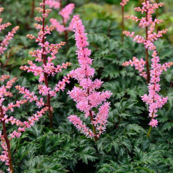 Астильба курчавая Perkeo
